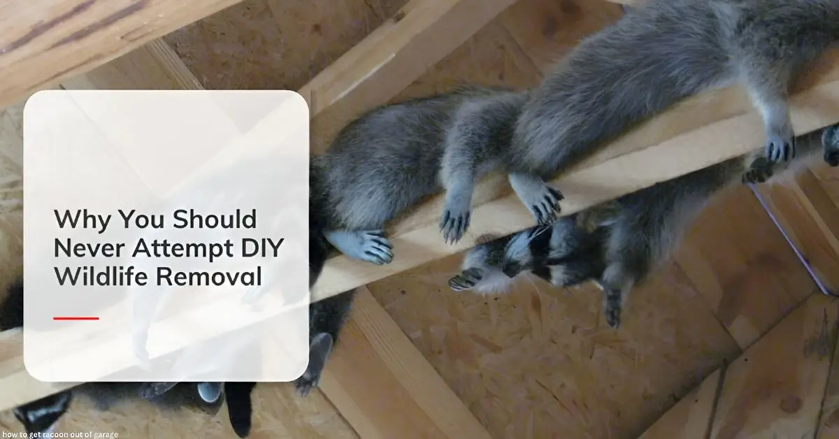 how to get racoon out of garage