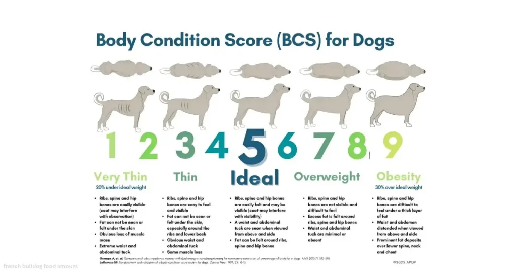 french bulldog food amount