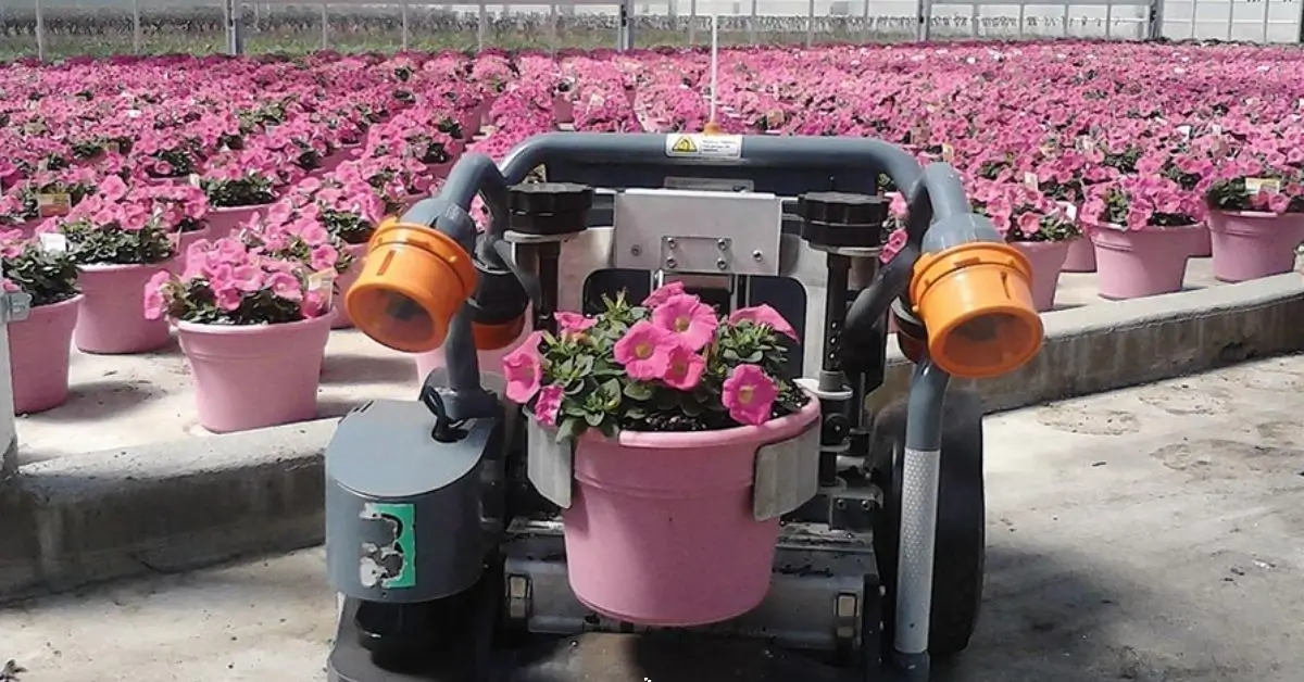 gray poplar wholesale distributor